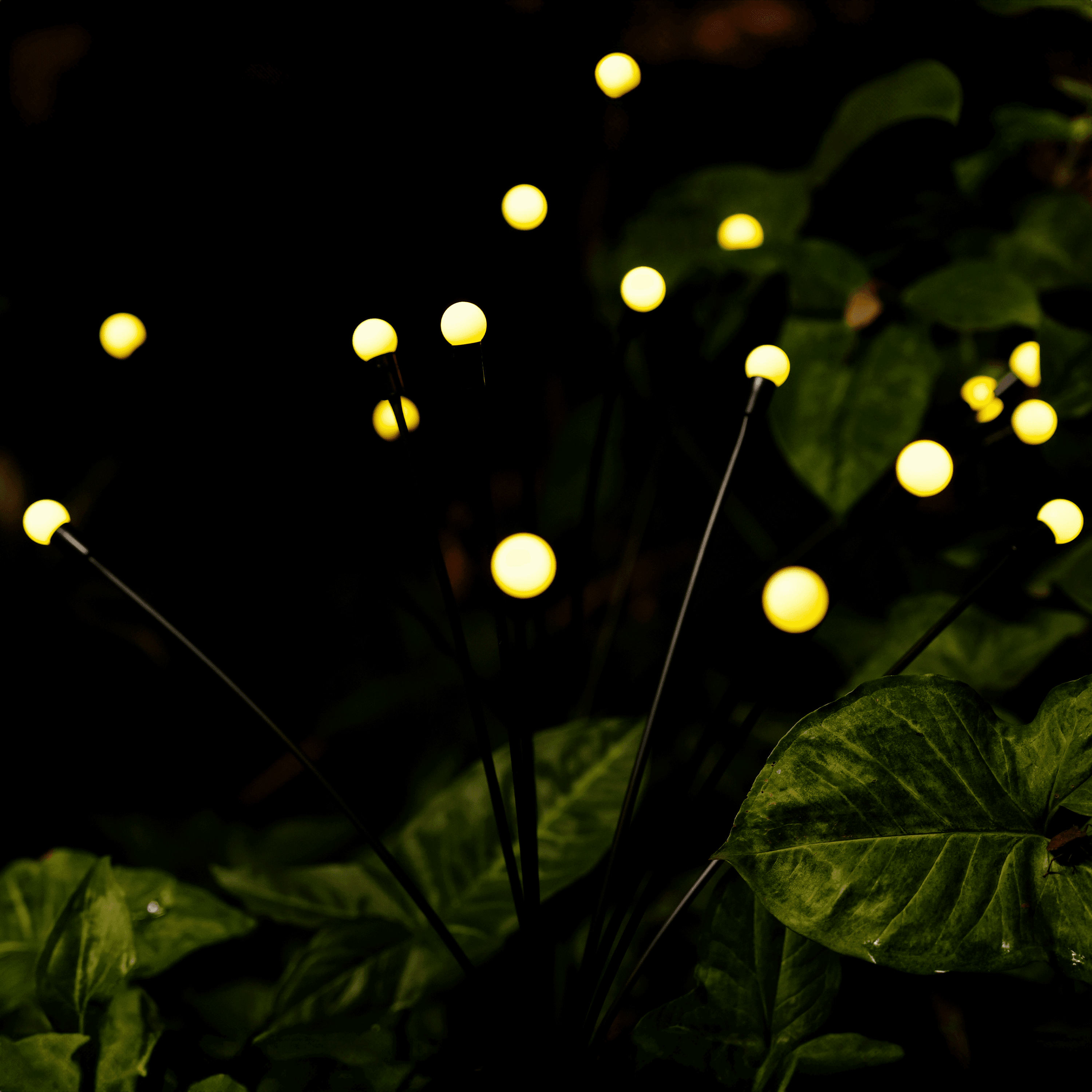 Solar Garden Lights